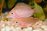 Cichlid - Convict Pink Med