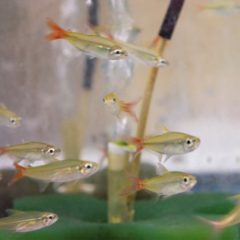 Tetra - Copei Redtail