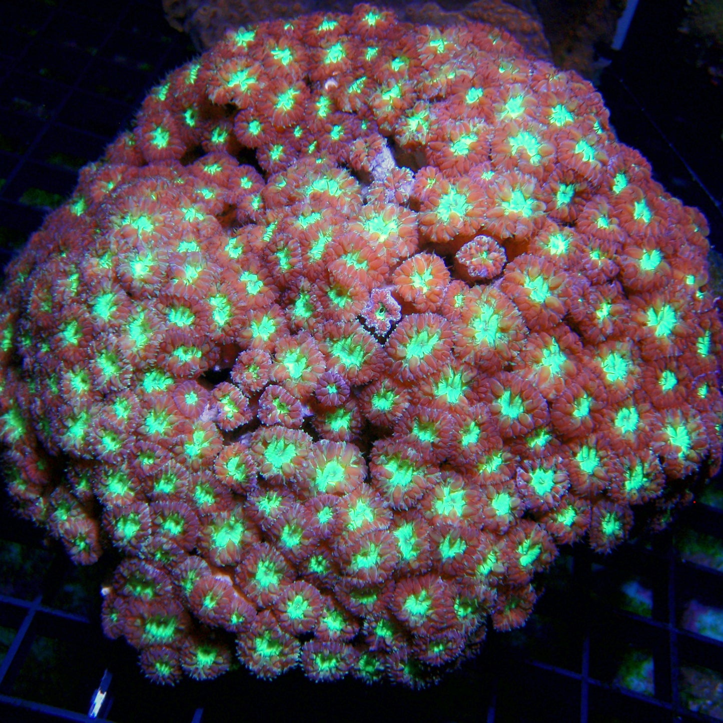 Australian - Blastomussa Merletti Lg