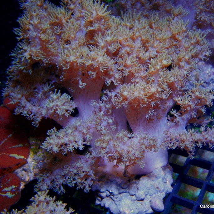 Indo - Colt Coral