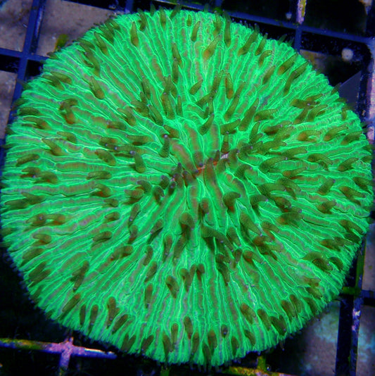 Indo - Plate Fungia Green