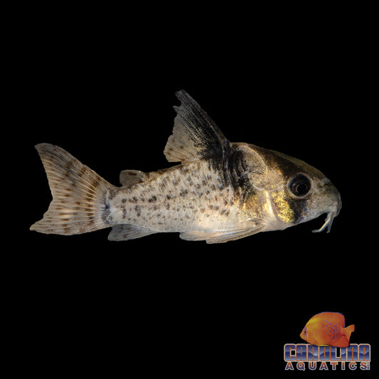 Cory - CW27 Lightning Bolt Med