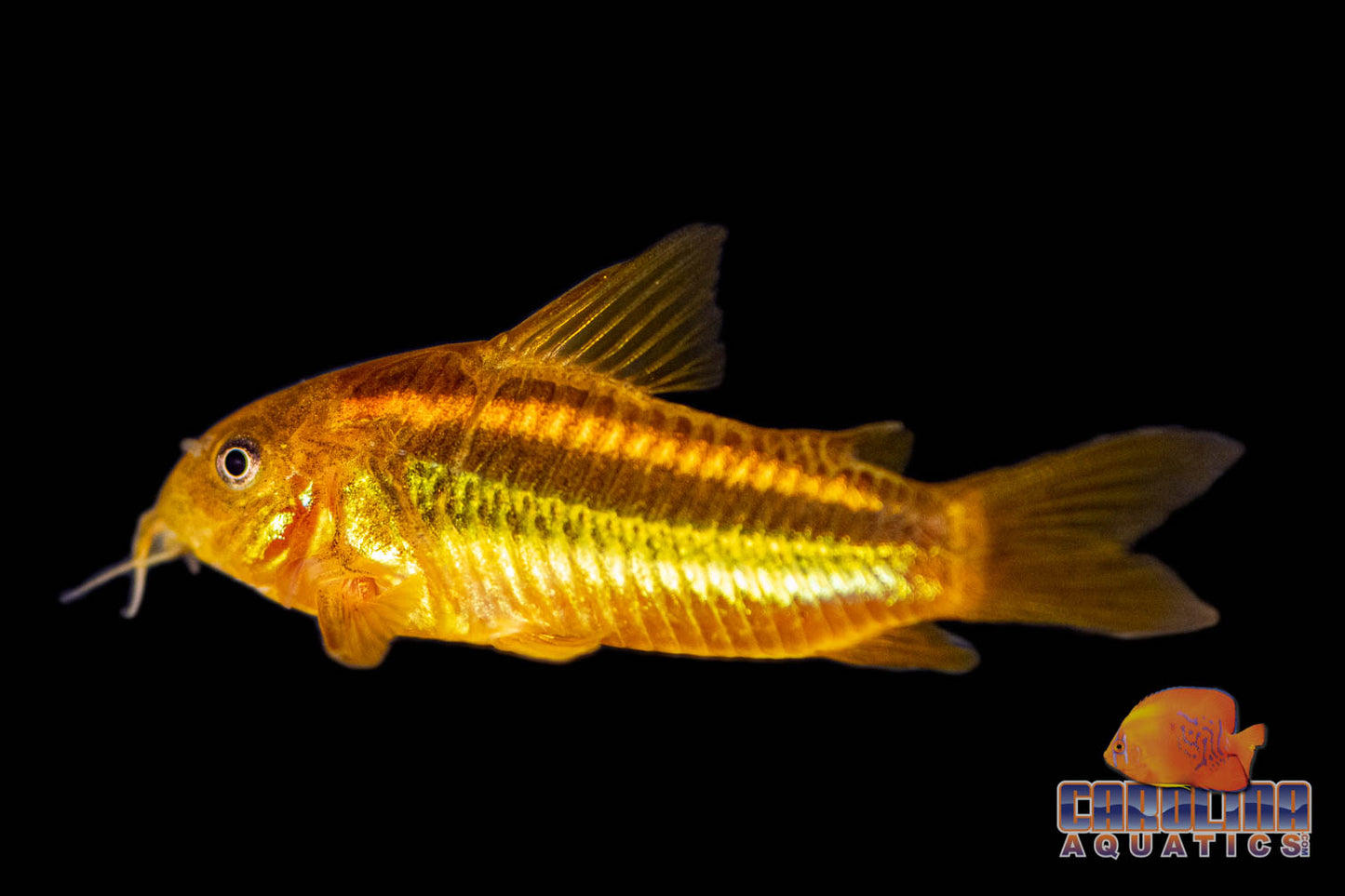 Cory - Orange Laser