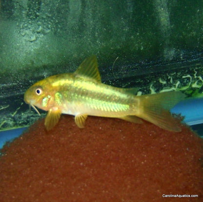 Cory - Green Laser Med