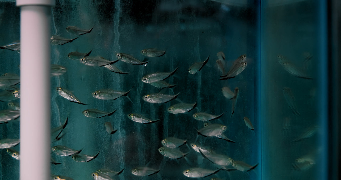 Tetra - Black Stripe Costae