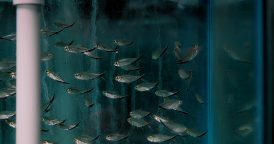 Tetra - Black Stripe Costae