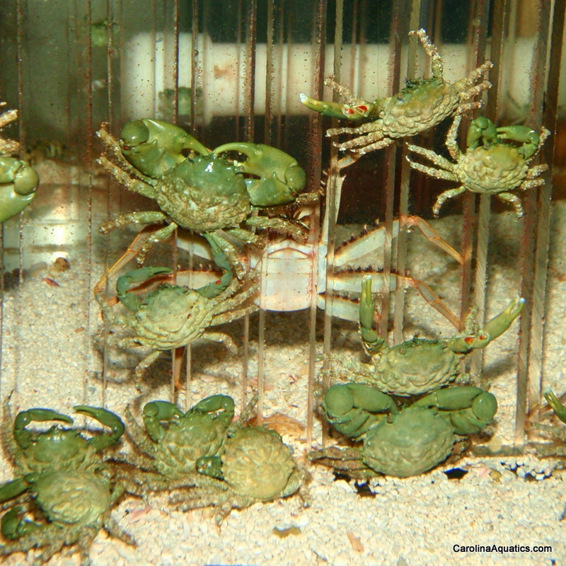 Crab - Emerald – Carolina Aquatics