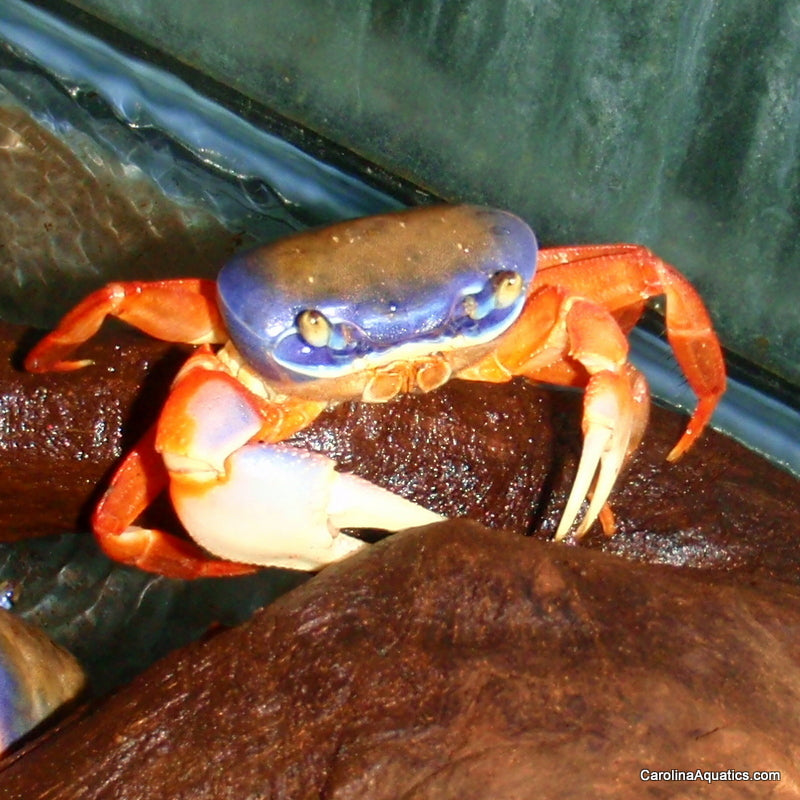 Invert - Crab Rainbow