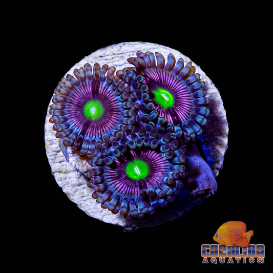 Frag -  Crab Cakes Zoanthid