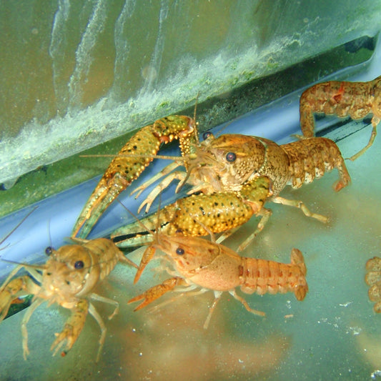 Invert - Crayfish