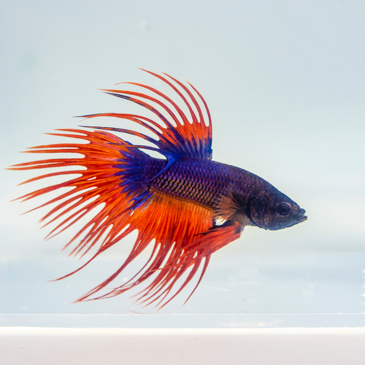 Betta - Crowntail Male