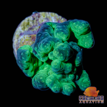 Frag - Neon Green Finger Leather