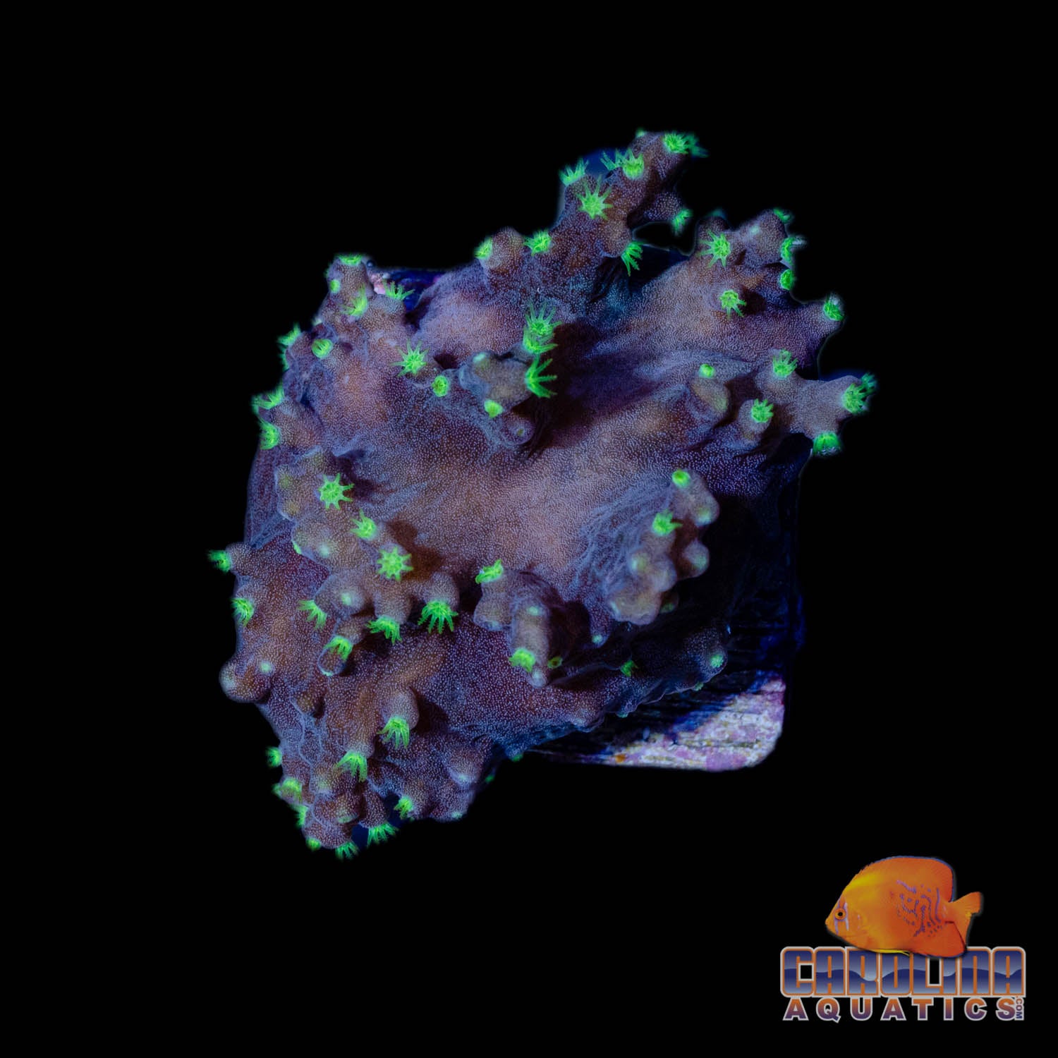 Frag - Neon Polyp Encrusting Sinularia Leather – Carolina Aquatics