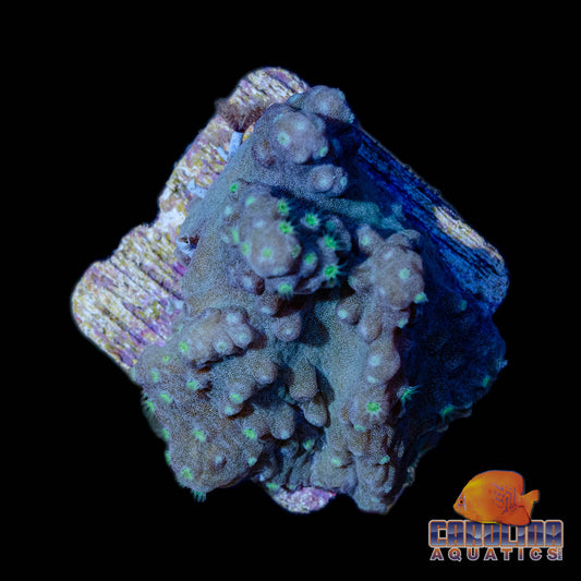 Frag - Starry Neon Polyp Encrusting Sinularia Leather
