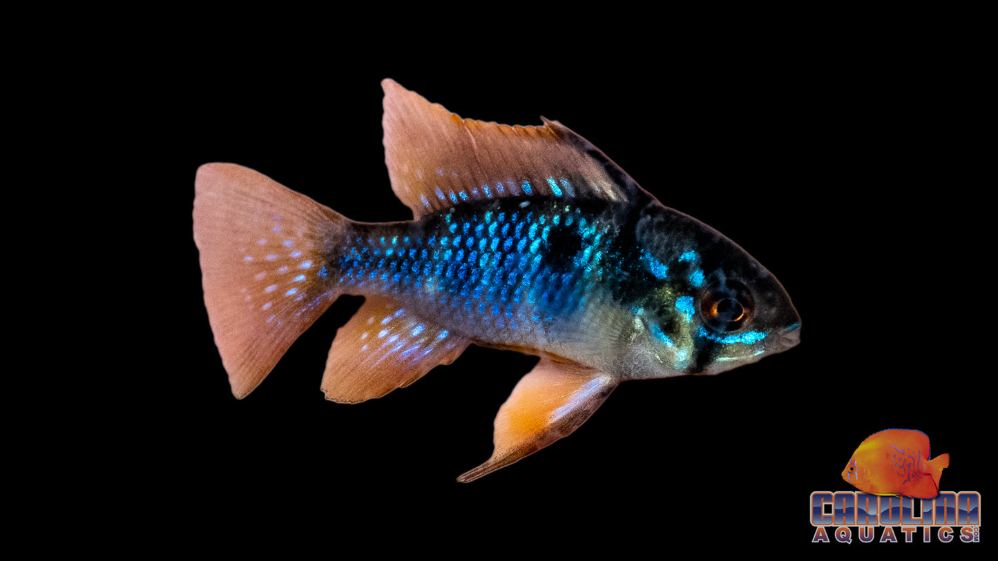 Cichlid - Ram Black