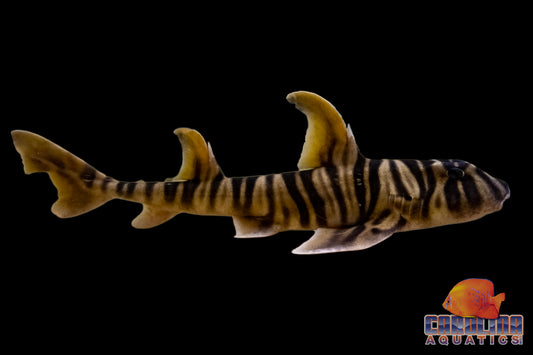 Shark - Zebra Horn