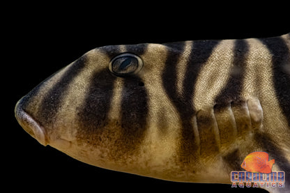 Shark - Zebra Horn