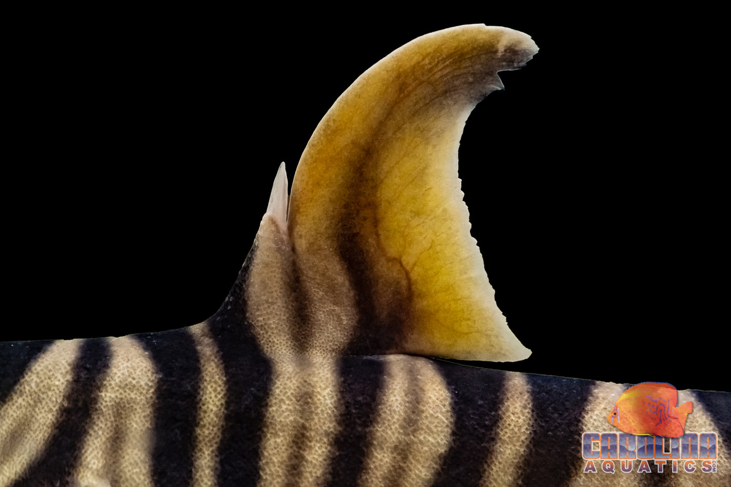 Shark - Zebra Horn