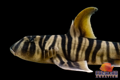 Shark - Zebra Horn