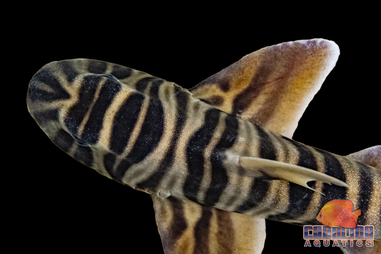 Shark - Zebra Horn