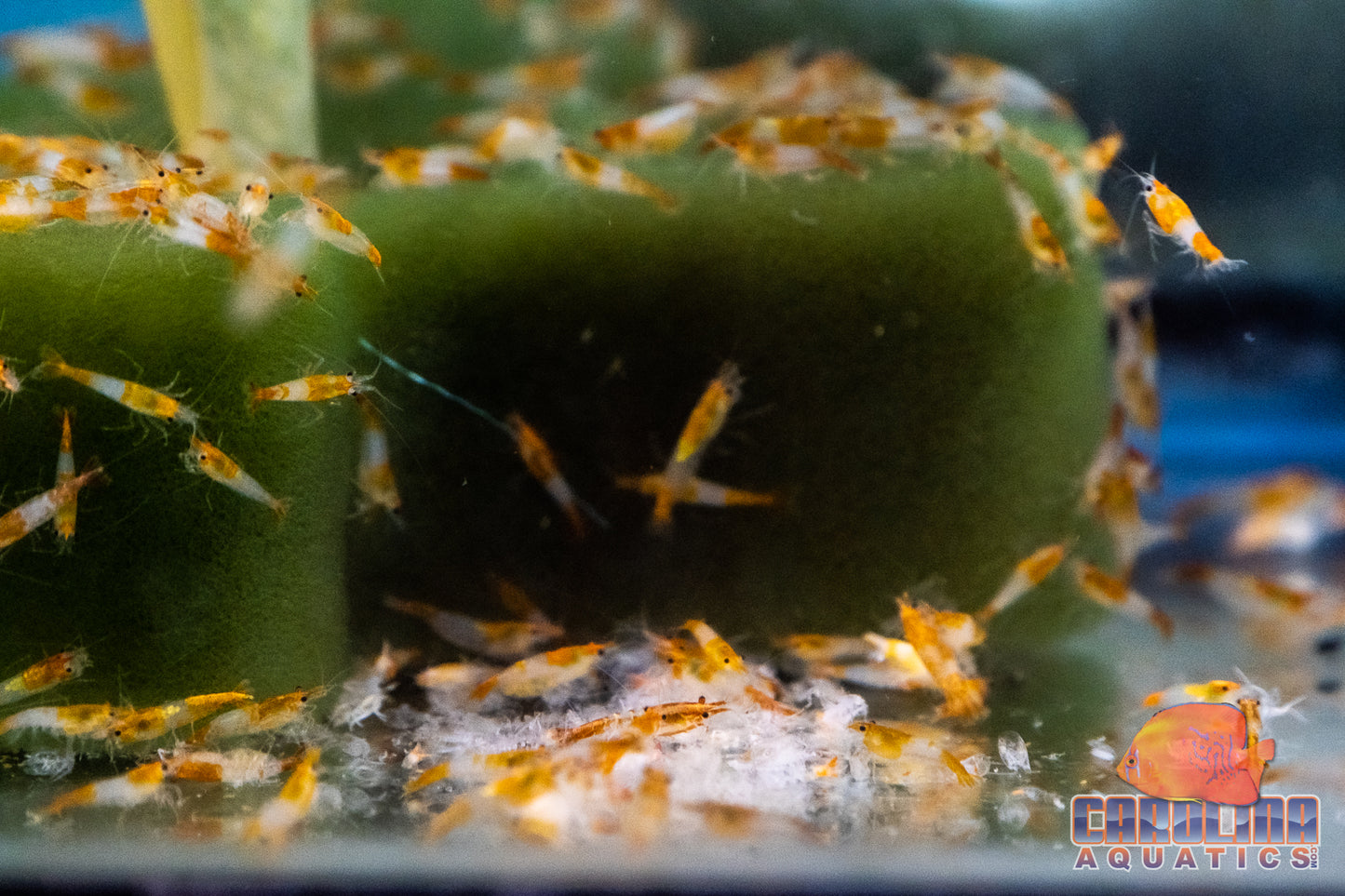 Invert - Shrimp Rili Red & Orange Mix