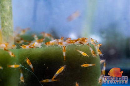 Invert - Shrimp Rili Red & Orange Mix