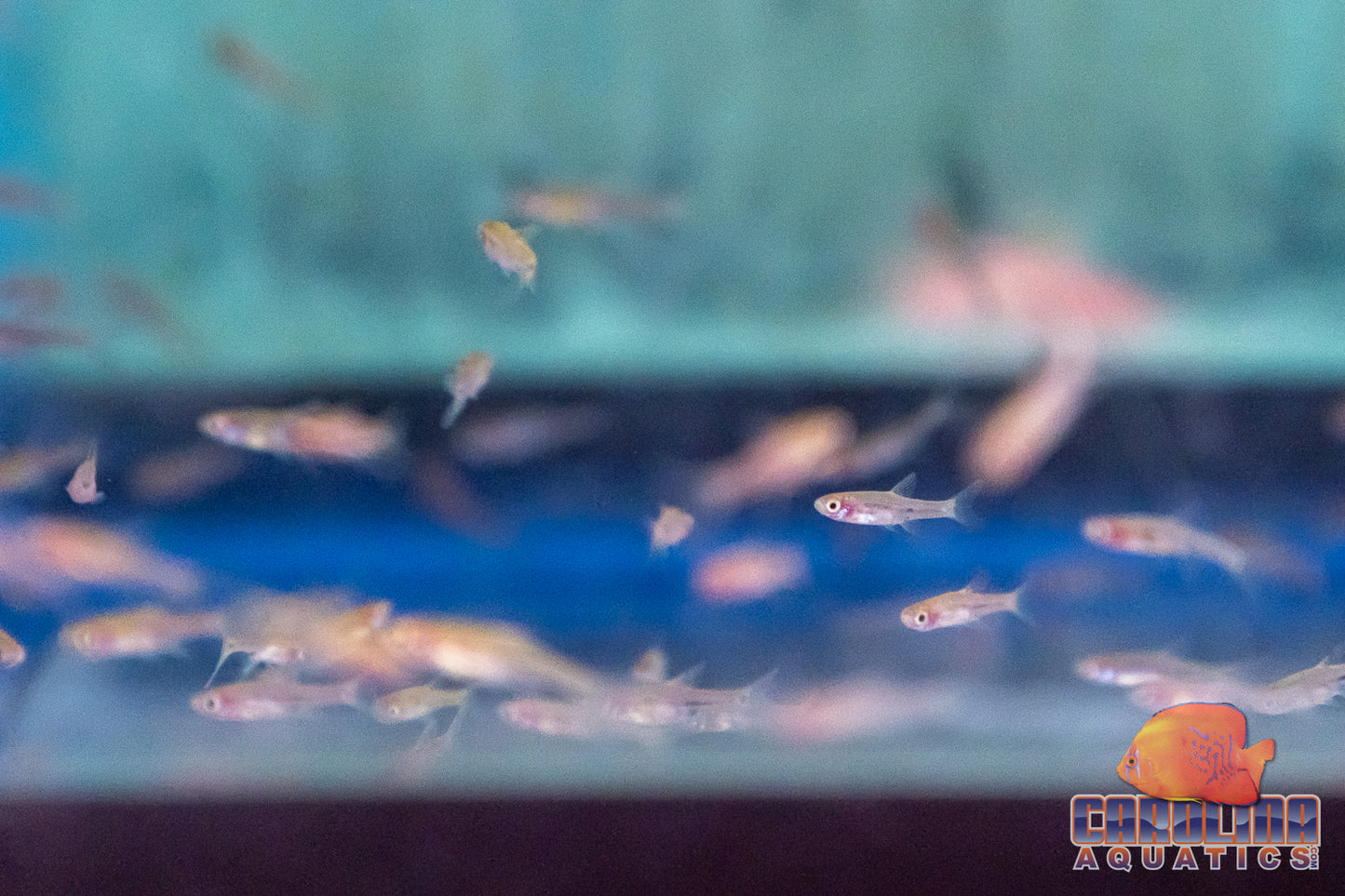 Tetra - Rasbora Chili