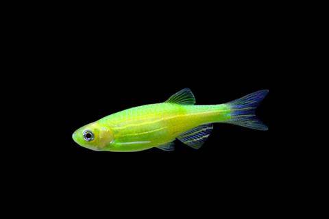 GloFish® - Danio Electric Green
