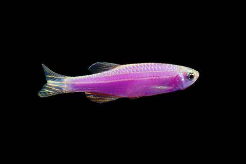 GloFish® - Danio Galactic Purple