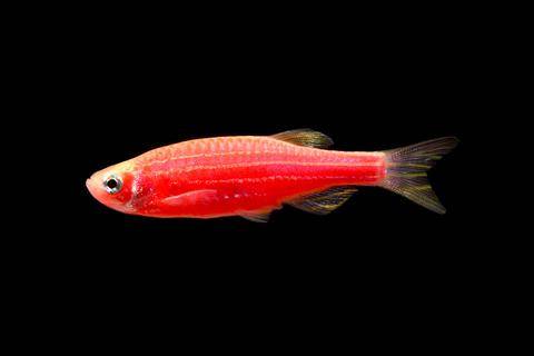 GloFish® - Danio Starfire Red