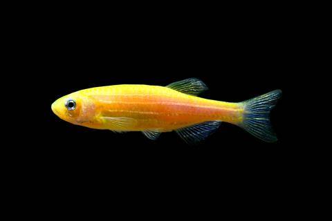 GloFish® - Danio Sunburst Orange