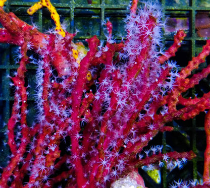 Gorgonian - Deepwater Red