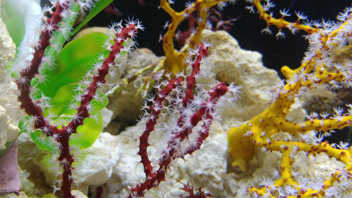 Gorgonian - Deepwater Red