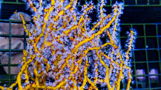 Gorgonian - Deepwater Yellow