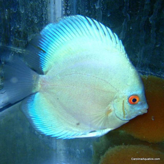 Discus - Blue Diamond 3in.
