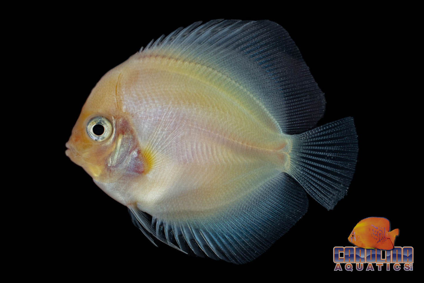 Discus - Snow White 4in.