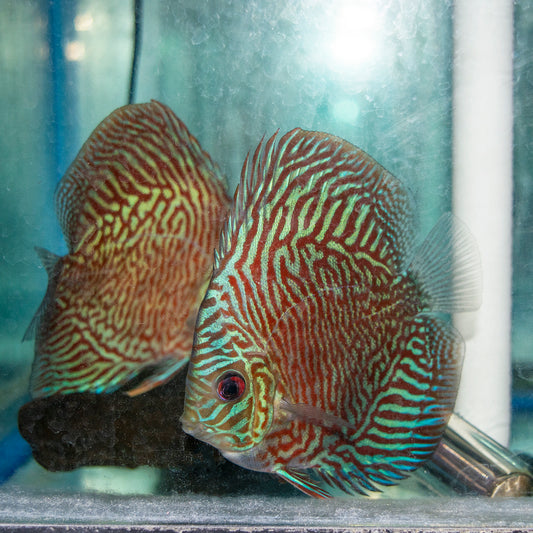Discus - Turquoise Red 3in.