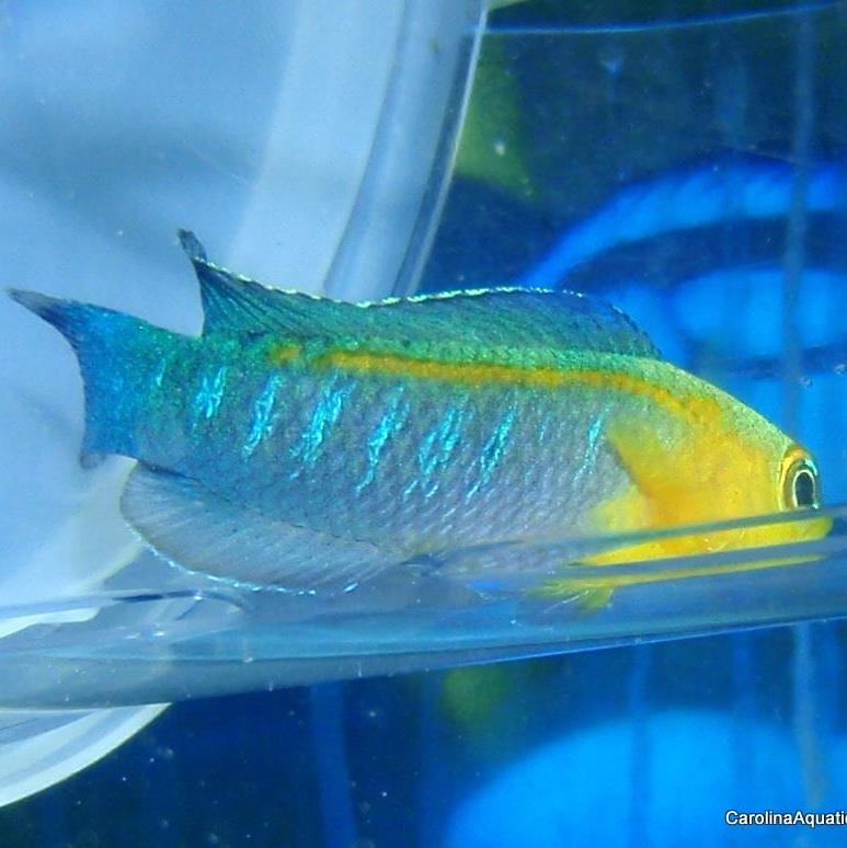 Dottyback - Bluestripe
