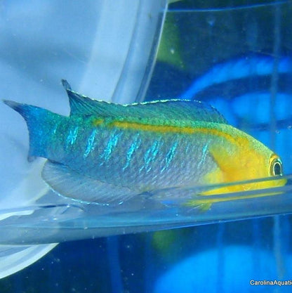 Dottyback - Bluestripe