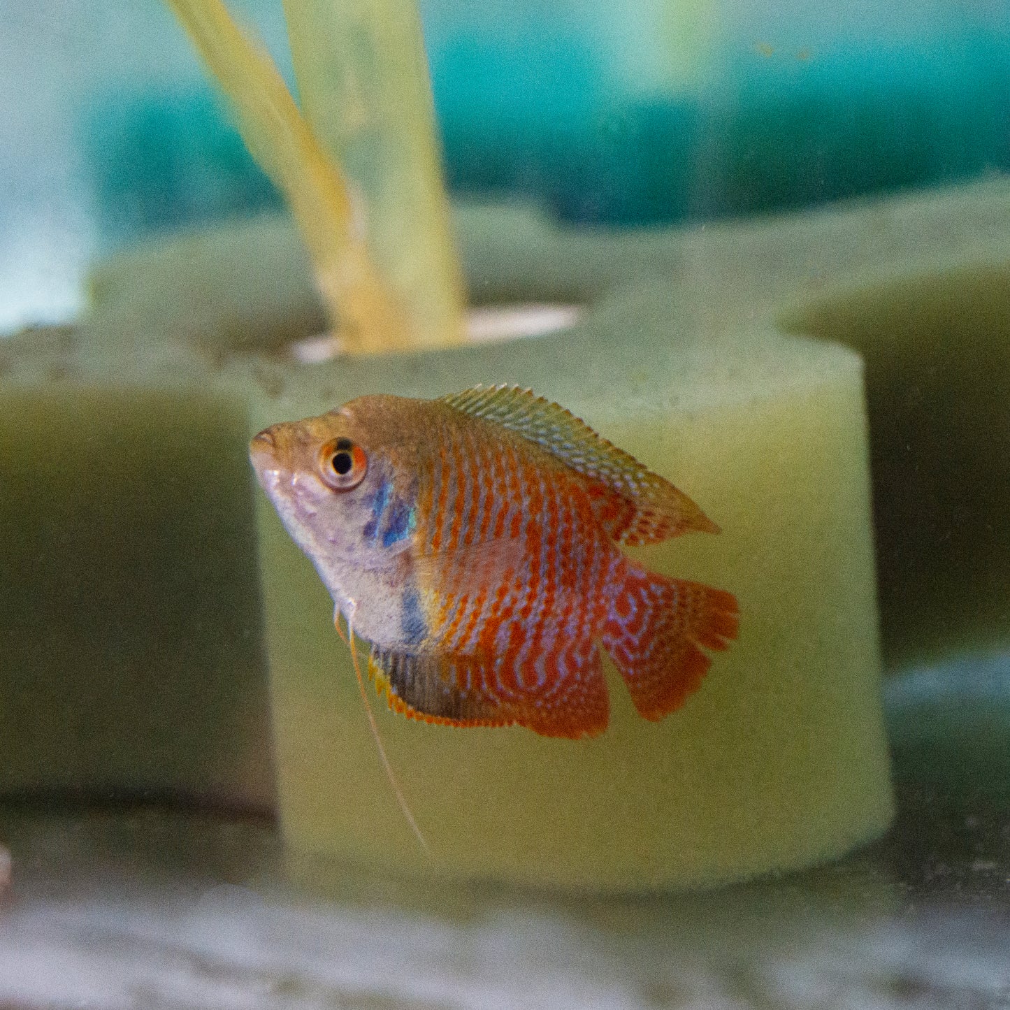 Gourami - Dwarf Asst