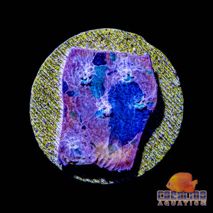 Frag - Cotton Candy Rainbow Chalice