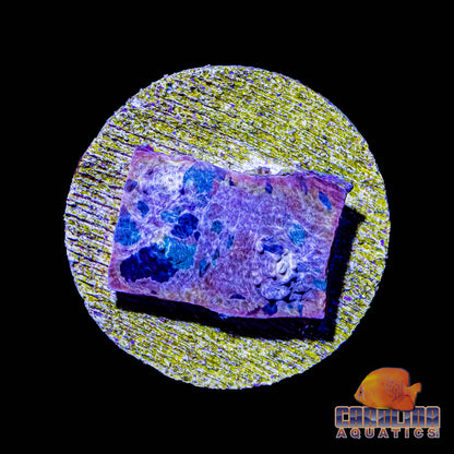 Frag - Cotton Candy Rainbow Chalice