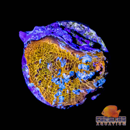 Frag - Chalice Frozen Tangerine