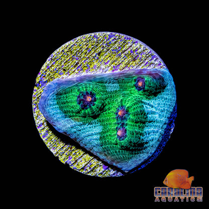 Frag - Aussie Alien Eye Chalice Type 2