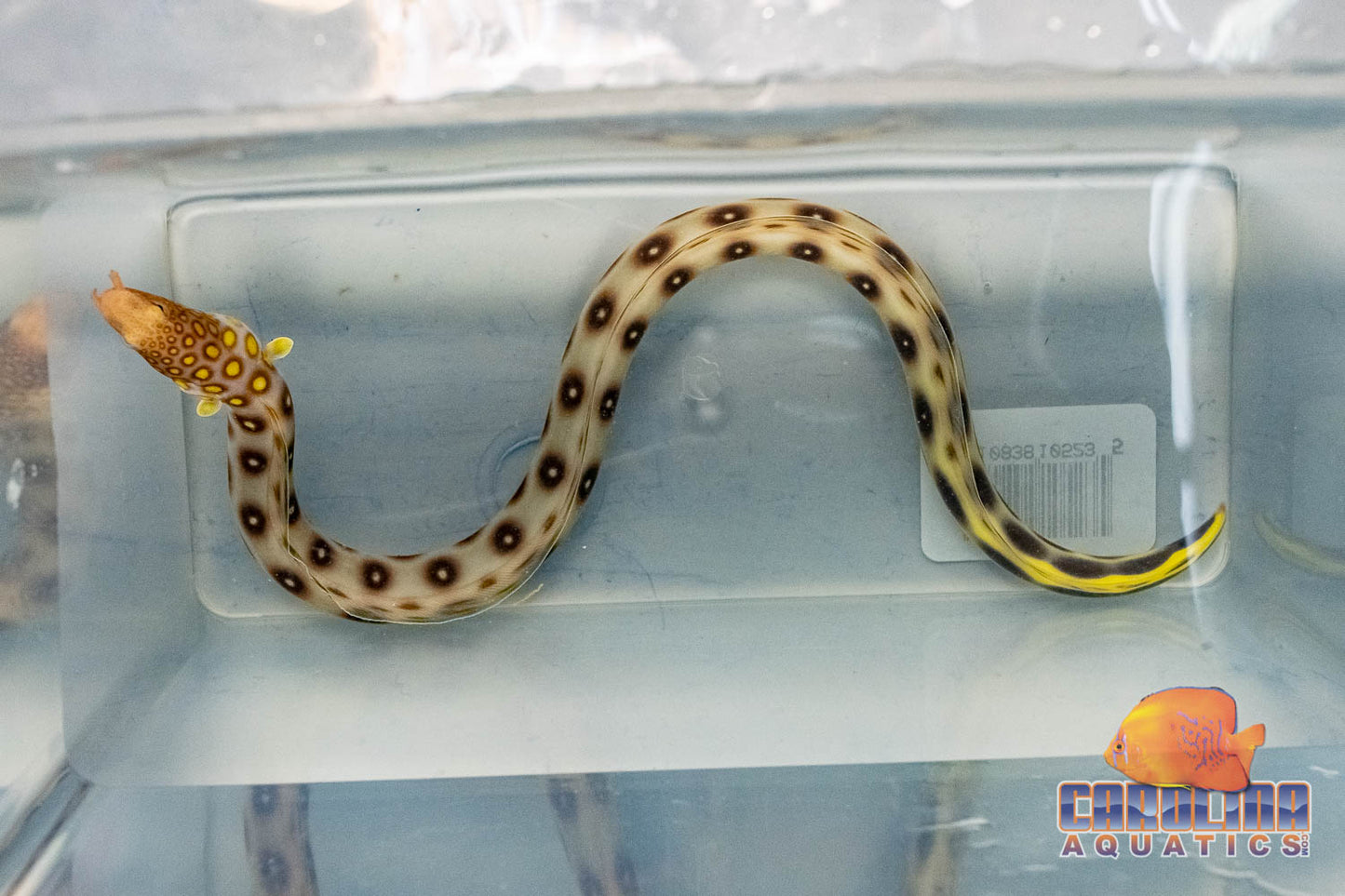 Eel - Tiger Yellow Head