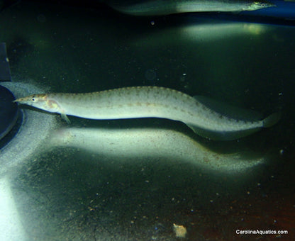 Misc - Eel Indian Yellowtail 3.5-4.5in