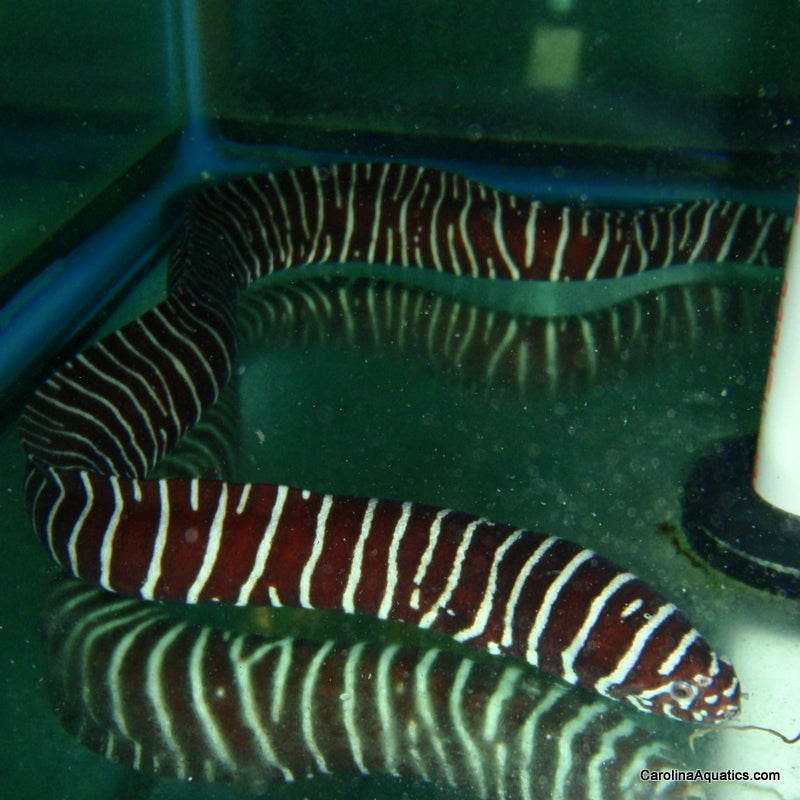 Eel - Zebra XL