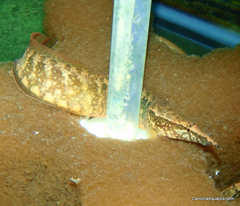 Misc - Eel Zig Zag Lg