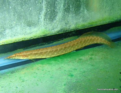 Misc - Eel Zig Zag Lg