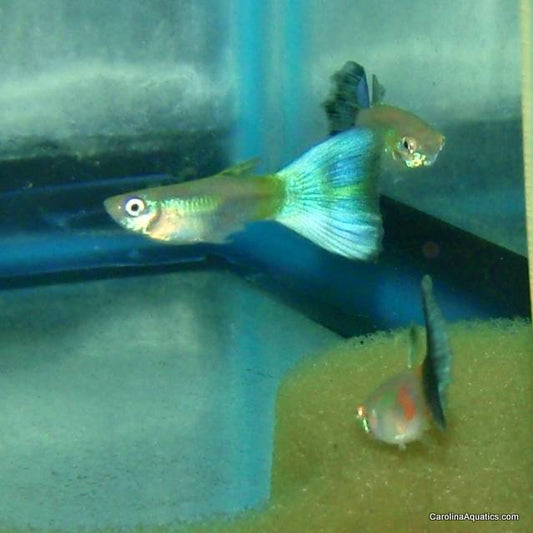 Guppy - Electric Blue